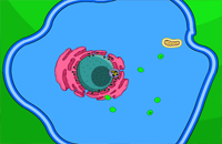 CellCraft